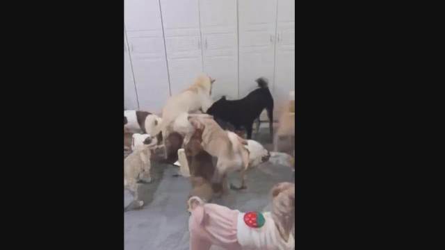 xoxota dogbond pinto de cavalo cachorro ejaculando cavalo de pau duro O javali gozador na buceta da garota nova Cachorro dá um nó na buceta da e engata o pinto até gozar