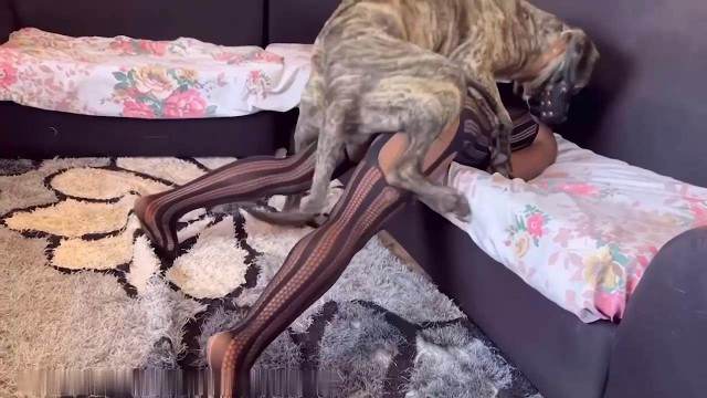 sexo bizarro xoxota dogbond Pornô de cavalo gozando dentro de mulher Mulher Negra chupando pica de cavalo mulher chupando a pica do cachorro zoofilia selvagem