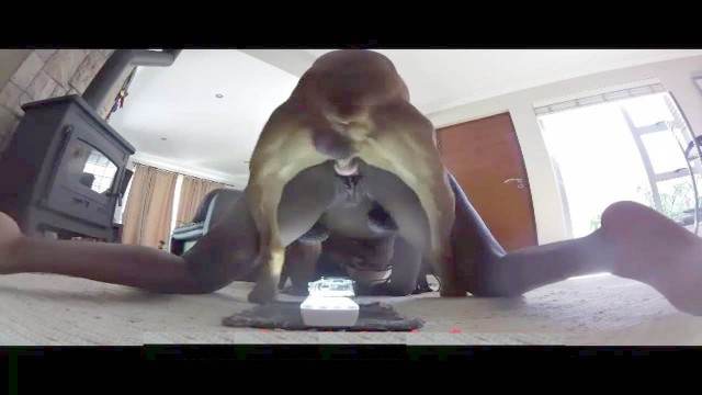 xoxota Filmes para Download cachorro gozando porco comendo buceta filmes anal sexual amor zoofílico orgia no zoológico Cachorro comendo e gozando no cu da casada bunduda ZOO pornô com animais. vídeos gratuitos de bestialidade