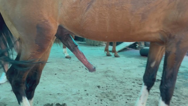 cachorro gozando pinto de cavalo zoofilia cavalo de pau duro mulher de quatro pro cachorro Zoofilia com uma loira gostosa Seamless