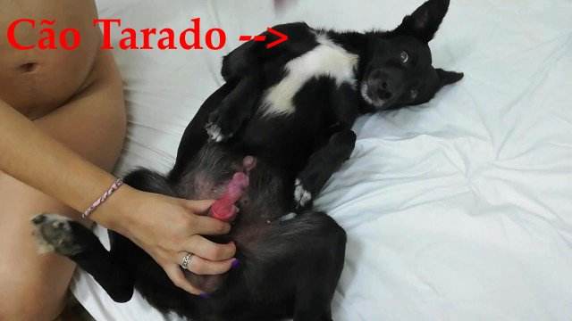 DVDs peluda  sexo com animais sexo bizarro cachorro caralhudo comendo a buceta de loira k9lady Mia, Triana, Zaina, Valeria, Shantal, Lady Zoe, Andy, Xiomara Zoofilia mulher chupando a pica do cachorro