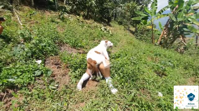Filmes para Download xoxota fodas com animais Mulher trepando com cavalão enquanto marido cornao assiste animal sexo tubo Filmes Pornô Com Cachorros - Zoofilia Amadora cavalo gozando na buceta