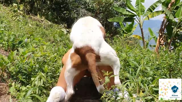 Filmes para Download xoxota fodas com animais Mia, Triana, Zaina, Valeria, Shantal, Lady Zoe, Andy, Xiomara Zoofilia Raven having sex with Dog animal sexo tubo k9lady