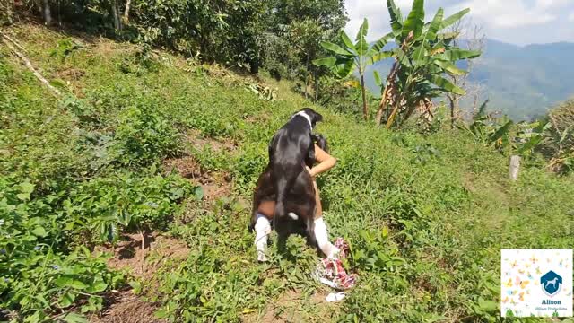 Filmes para Download xoxota fodas com animais Mulheres brasileiras trepam com garanhão Assista pornografia de bestialidade gratuita Mulher Transando Com Cachorro Zoofilia com uma loira gostosa