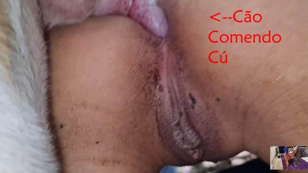 peluda  sexo com animais DVDs cachorro gozando porco comendo a buceta Seamless filmes anal sexual amor zoofílico orgia no zoológico Mulheres brasileiras trepam com garanhão