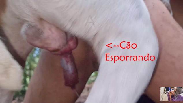 peluda  sexo com animais DVDs cachorro gozando pornô zoofilia com oral mulher de quatro pro cachorro Filmes Pornô Com Cachorros - Zoofilia Amadora vídeos pornôs de animais grátis