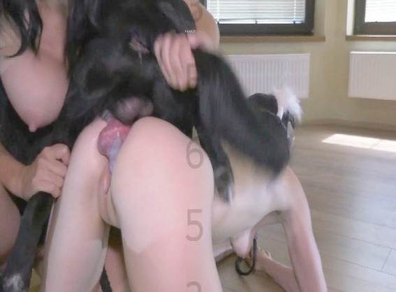 sexo bizarro fodas com animais zoofilia O javali gozador na buceta da garota nova melhores filmes de bestialidade de todos os tempos pornografia animal vídeos pornôs de animais grátis