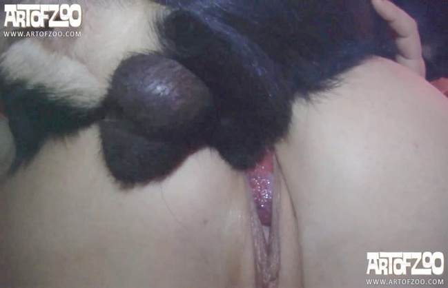 fodas com animais sexo bizarro cachorro gozando mulher chupando a pica do cachorro Mulher Transando Com Cachorro Vídeo de sexo bestial grátis cachorro comendo buceta