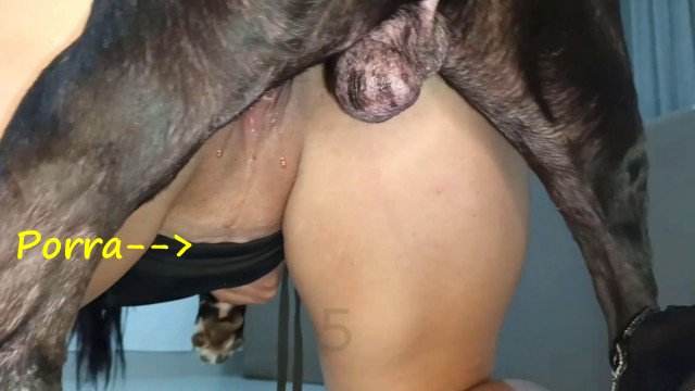 peluda  sexo com animais dogbond xoxota pornô zoofilia com oral Zoosection Zoofilia com uma loira gostosa Cachorro arrombando buceta da dona