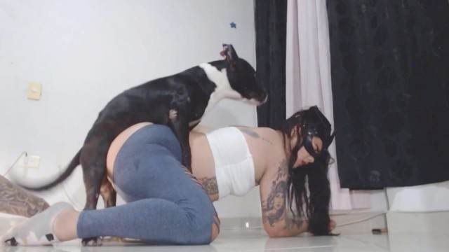 cachorro gozando peluda  sexo com animais sexo bizarro Mia, Triana, Zaina, Valeria, Shantal, Lady Zoe, Andy, Xiomara Zoofilia Porno Bizarro - Sexo Gratis Filmes Pornô Com Cachorros - Zoofilia Amadora porco comendo a buceta