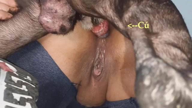 cachorro gozando peluda  sexo com animais sexo bizarro Mulher trepando com cavalão enquanto marido cornao assiste Cachorro lambendo buceta molhada Mulheres brasileiras trepam com garanhão Zoosection