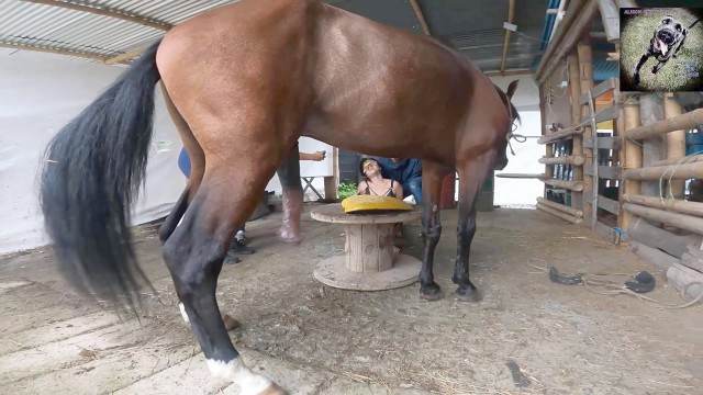 fodas com animais zoofilia dogbond Mulher Transando Com Cachorro Porco Comendo Cuzinho De Mulher Quarentona mulher chupando a pica do cachorro cavalo mete com força na buceta