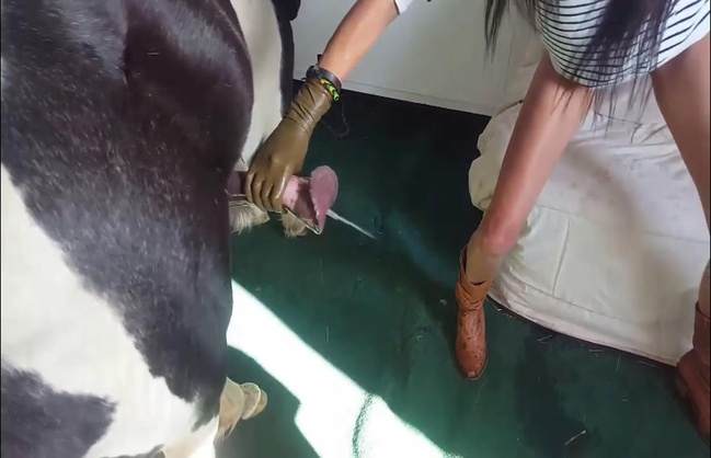 pinto de cavalo peluda  sexo com animais zoofilia mulher de quatro no chiqueiro dando para um porco art of zoo sexo bizarro site de tubo de sexo zoo animal