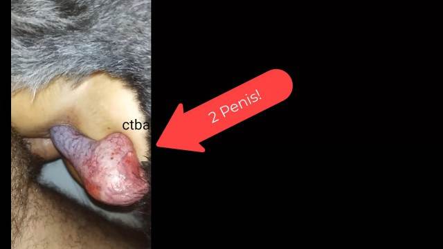 dogbond pinto de cavalo peluda  sexo com animais cavalo mete com força na buceta Cavalo gozando dentro da buceta de uma loira cavala porco comendo buceta Zoosection