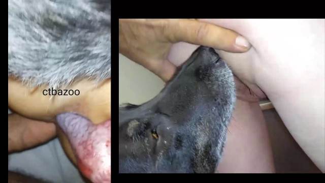 dogbond pinto de cavalo peluda  sexo com animais Filme pornô com um enorme pau de cavalo mulher chupando a pica do cachorro Andy Private Caledonian ,ZOOdelight ,Zooskool ZOOSEX filmes zoofiliade  brasileirinhas