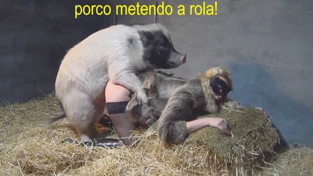 zoofilia xoxota fodas com animais site de tubo de sexo zoo animal art of zoo Cachorro comendo e gozando no cu da casada bunduda pornô zoofilia com oral