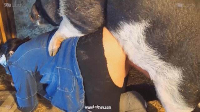 Filmes para Download peluda  sexo com animais zoofilia Cachorro comendo o Cu da empregada cavalo de pau duro cachorro ejaculando Nova tomando uma rolada de porco na vagina