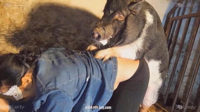 Filmes para Download peluda  sexo com animais zoofilia O javali gozador na buceta da garota nova Zoosection Mulheres brasileiras trepam com garanhão Mulher Negra chupando pica de cavalo