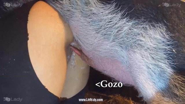 Filmes para Download peluda  sexo com animais zoofilia Mad GloryQuest Japones sexo com cachorro mulher de quatro no chiqueiro dando para um porco porco comendo a buceta cachorro caralhudo comendo a buceta de loira