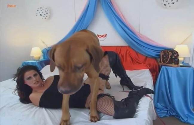 pinto de cavalo peluda  sexo com animais dogbond Cachorro arrombando buceta da dona Cachorro dá um nó na buceta da e engata o pinto até gozar porco comendo a buceta art of zoo