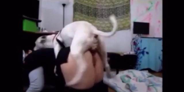 dogbond cachorro gozando peluda  sexo com animais Filmes Pornô Com Cachorros - Zoofilia Amadora Penetração Sexo com cachorro Pornografia de zoológico grátis mulher de quatro no chiqueiro dando para um porco melhores filmes de bestialidade de todos os tempos