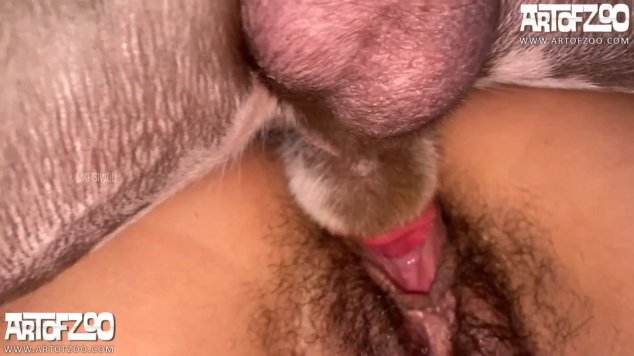 xoxota cachorro gozando fodas com animais filmes anal sexual amor zoofílico orgia no zoológico Puta transando com um cavalo em pé Cachorro comendo e gozando no cu da casada bunduda Cavalo de Pau Molhado e Mulher Chupando