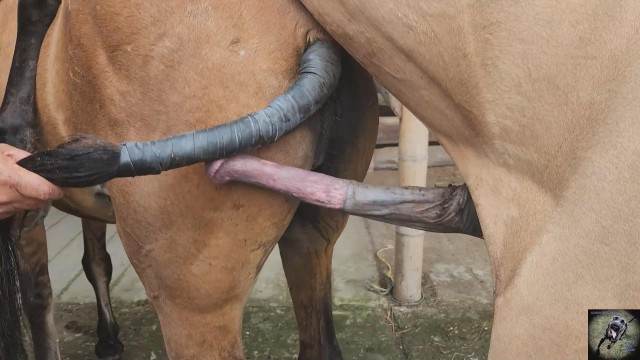 Filmes para Download pinto de cavalo zoofilia Filmes Pornô Com Cachorros - Zoofilia Amadora Cavalo de Pau Molhado e Mulher Chupando Mulher trepando com cavalão enquanto marido cornao assiste Assista pornografia de bestialidade gratuita