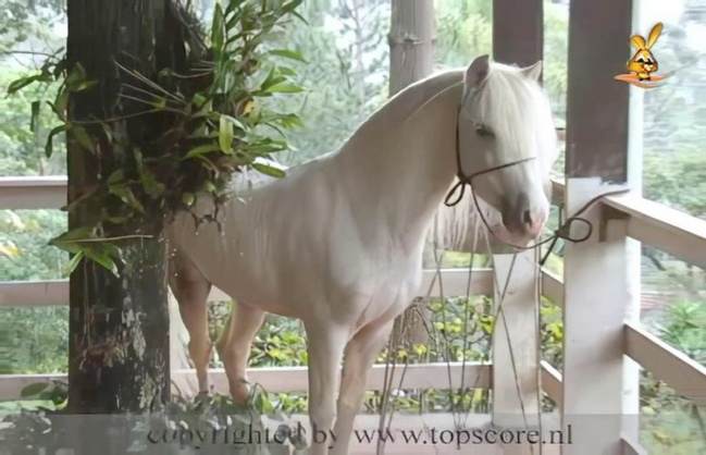 pinto de cavalo sexo bizarro fodas com animais cavalo de pau duro Cachorro dá um nó na buceta da e engata o pinto até gozar Mulher trepando com cavalão enquanto marido cornao assiste cachorro comendo buceta