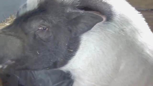 sexo bizarro xoxota peluda  sexo com animais cavalo gozando na mulher Porco comendo a bucetona da putona com tesão Mulher batendo punheta pro cachorro novinha gostosa brasileira dando a sua buceta para o cavalo