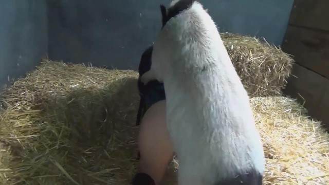 sexo bizarro xoxota peluda  sexo com animais cachorro ejaculando novinha gostosa brasileira dando a sua buceta para o cavalo site de tubo de sexo zoo animal cavalo mete com força na buceta