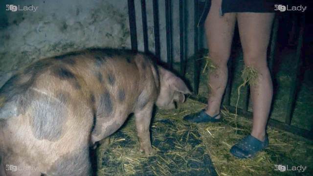 dogbond fodas com animais Filmes para Download sexo bizarro Mulher trepando com cavalão enquanto marido cornao assiste Cavalo de Pau Molhado e Mulher Chupando cachorro comendo buceta