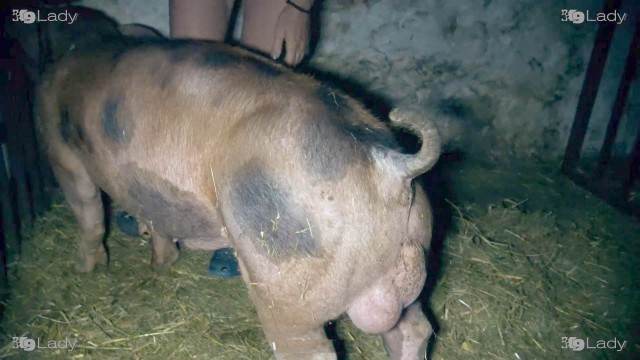 dogbond fodas com animais Filmes para Download Mulher trepando com cavalão enquanto marido cornao assiste Cachorro arrombando buceta da dona cachorro de pau duro sexo com cavalos e uma MILF