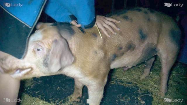dogbond fodas com animais Filmes para Download Mulher trepando com cavalão enquanto marido cornao assiste Vídeo de sexo bestial grátis novinha gostosa brasileira dando a sua buceta para o cavalo pornografia animal