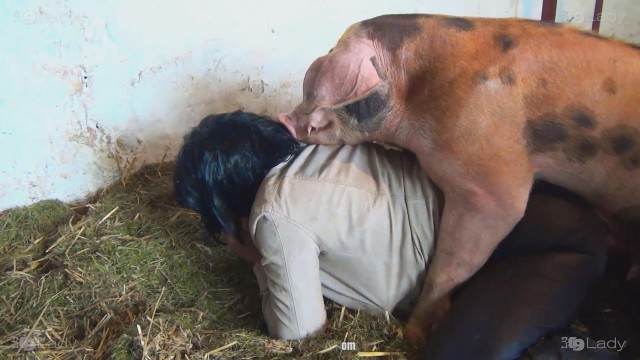 pinto de cavalo sexo bizarro cabeluda Cachorro comendo e gozando no cu da casada bunduda mulher chupando a pica do cachorro Cavalo de Pau Molhado e Mulher Chupando Penetração Sexo com cachorro Pornografia de zoológico grátis