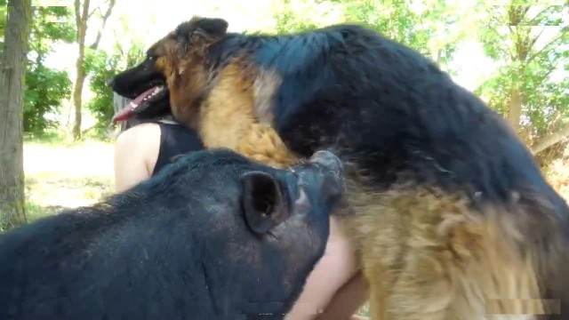 fodas com animais cachorro gozando Filmes para Download Filme pornô com um enorme pau de cavalo Mulher batendo punheta pro cachorro Cavalo de Pau Molhado e Mulher Chupando mulher de quatro no chiqueiro dando para um porco