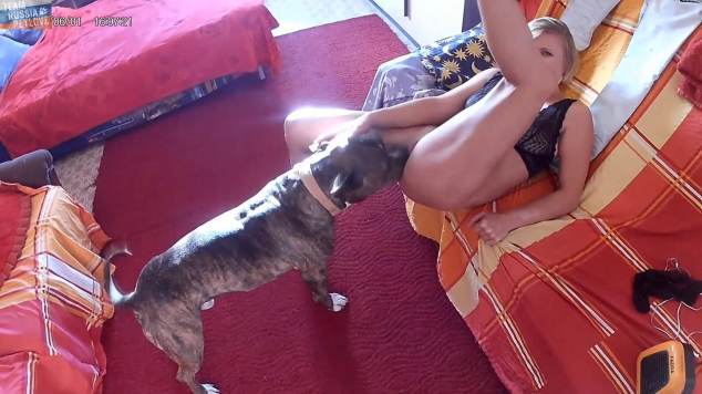 DVDs sexo bizarro Filmes para Download Zoosection mulher de quatro pro cachorro Cachorro comendo o Cu da empregada Filme pornô de zoofilia com uma mulher indiana