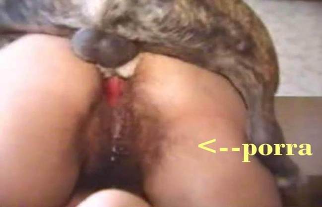 pinto de cavalo DVDs zoofilia Vídeos porno de zoofilia con perros y caballos que follan a las chicas zoofílicas mulher de quatro pro cachorro Cachorro dá um nó na buceta da e engata o pinto até gozar animal sexo tubo