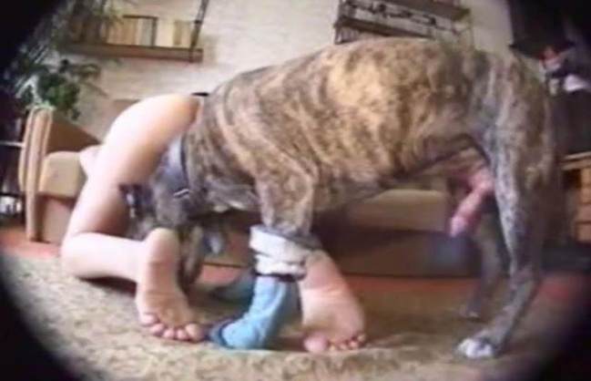pinto de cavalo DVDs zoofilia Mulheres brasileiras trepam com garanhão Vídeo de sexo bestial grátis zoofilia selvagem Puta transando com um cavalo em pé