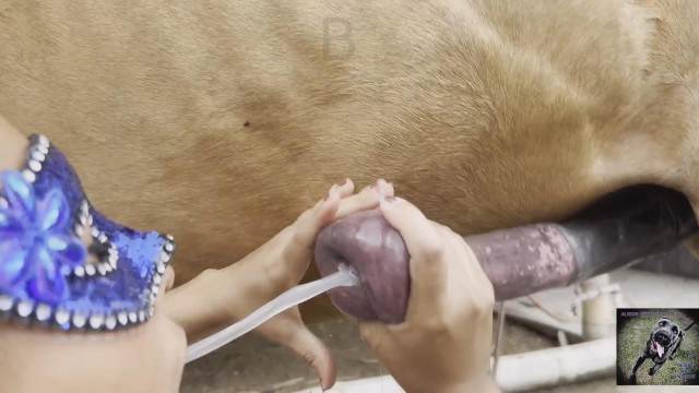 DVDs cachorro gozando cabeluda filmes zoofiliade  brasileirinhas Cachorro arrombando buceta da dona animalsex Zoofilia com uma loira gostosa