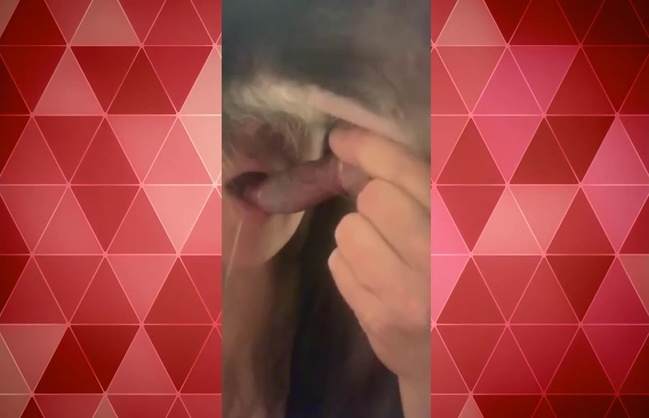 zoofilia xoxota peluda  sexo com animais cavalo gozando na mulher pornografia animal namorada loira a transar com cavalo vídeos pornôs de animais grátis