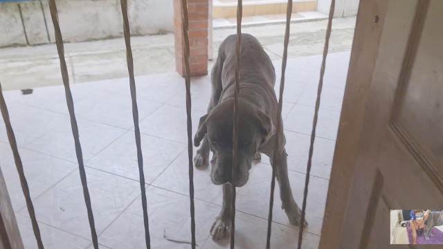 fodas com animais dogbond DVDs Mulher Transando Com Cachorro Mulher batendo punheta pro cachorro porco comendo a buceta porco comendo buceta