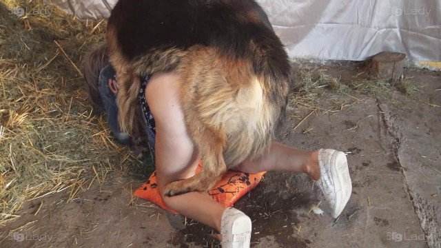 dogbond pinto de cavalo sexo bizarro pornô zoofilia com oral animal sexo tubo filmes anal sexual amor zoofílico orgia no zoológico Filmes Pornô Com Cachorros - Zoofilia Amadora