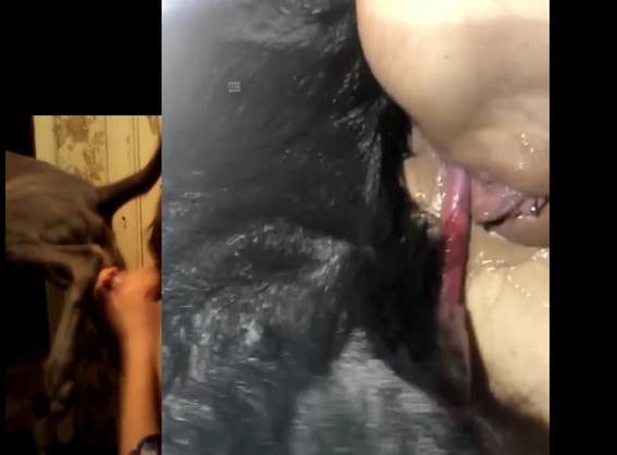 xoxota cachorro gozando fodas com animais Mulheres brasileiras trepam com garanhão mulher de quatro no chiqueiro dando para um porco Cavalo de Pau Molhado e Mulher Chupando Vídeos porno de zoofilia con perros y caballos que follan a las chicas zoofílicas