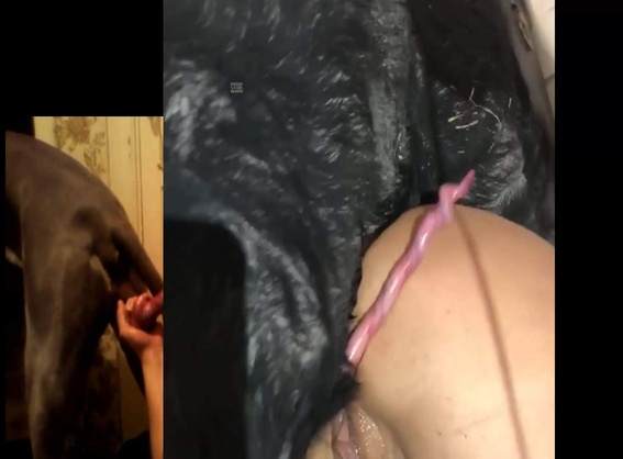 xoxota cachorro gozando fodas com animais Assista pornografia de bestialidade gratuita Mulheres brasileiras trepam com garanhão Filme pornô com um enorme pau de cavalo cachorro ejaculando