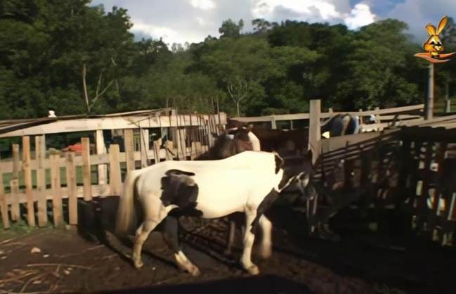 DVDs zoofilia cachorro gozando pornografia animal Nova tomando uma rolada de porco na vagina animal sexo tubo Puta transando com um cavalo em pé