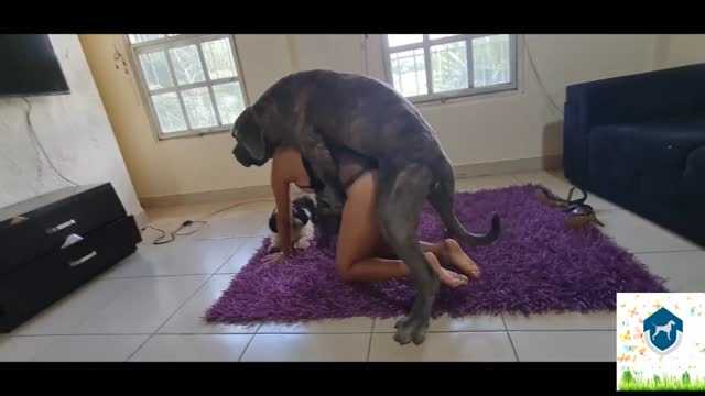Filmes para Download xoxota fodas com animais Mulheres brasileiras trepam com garanhão Assista pornografia de bestialidade gratuita Mulher Transando Com Cachorro Zoofilia com uma loira gostosa