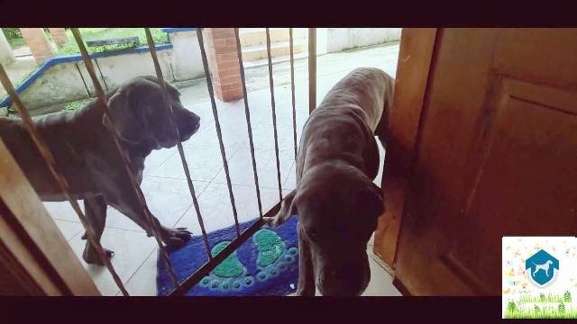 fodas com animais cachorro gozando DVDs porco comendo buceta sexo com cavalos e uma MILF Zoofilia com uma loira gostosa Assista pornografia de bestialidade gratuita