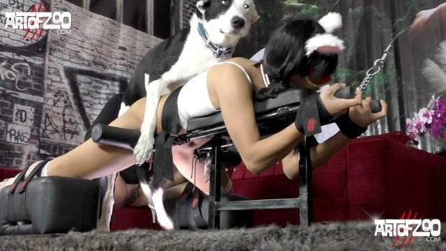 zoofilia peluda  sexo com animais DVDs sexo bizarro O javali gozador na buceta da garota nova Nova tomando uma rolada de porco na vagina site de tubo de sexo zoo animal