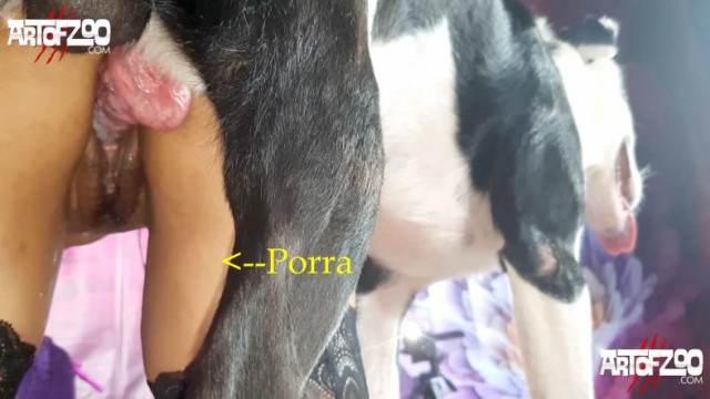 xoxota dogbond DVDs Vídeos porno de zoofilia con perros y caballos que follan a las chicas zoofílicas sexo bizarro Pornô de cavalo gozando dentro de mulher Mulher latina fazendo sexo com cavalo