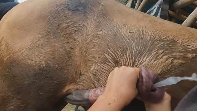 cabeluda xoxota dogbond Pornô de cavalo gozando dentro de mulher mulher chupando a pica do cachorro cachorro ejaculando pornografia animal